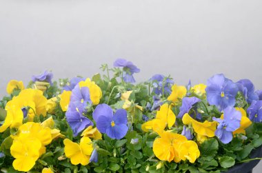 Bahar bahçesinde güzel menekşe ve sarı çiçek açan pansies