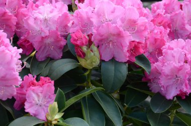 Botanik bahçesinde büyük bir Bush çiçek açan pembe Rhododendron