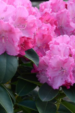 Botanik bahçesinde büyük bir Bush çiçek açan pembe Rhododendron