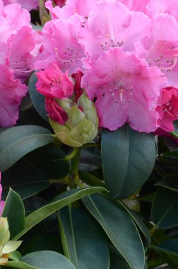 Botanik bahçesinde büyük bir Bush çiçek açan pembe Rhododendron