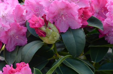 Botanik bahçesinde büyük bir Bush çiçek açan pembe Rhododendron