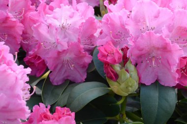 Botanik bahçesinde büyük bir Bush çiçek açan pembe Rhododendron