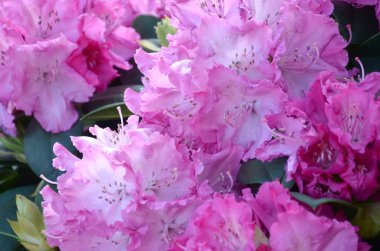 Botanik bahçesinde büyük bir Bush çiçek açan pembe Rhododendron