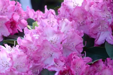Botanik bahçesinde büyük bir Bush çiçek açan pembe Rhododendron