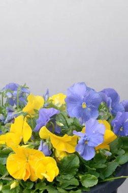 Bahar bahçesinde güzel menekşe ve sarı çiçek açan pansies