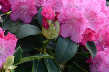 Botanik bahçesinde büyük bir Bush çiçek açan pembe Rhododendron
