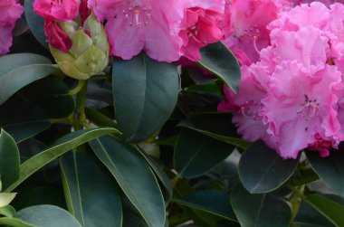 Botanik bahçesinde büyük bir Bush çiçek açan pembe Rhododendron
