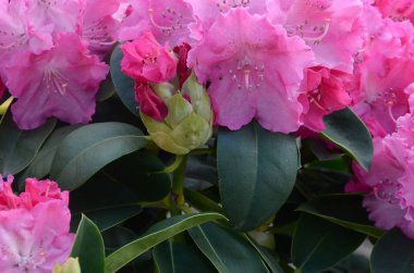 Botanik bahçesinde büyük bir Bush çiçek açan pembe Rhododendron