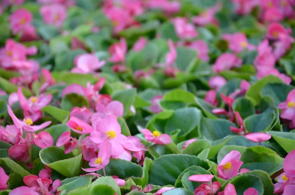 Cover foto van roze Begonia bloemen bloemmotief — Stockfoto