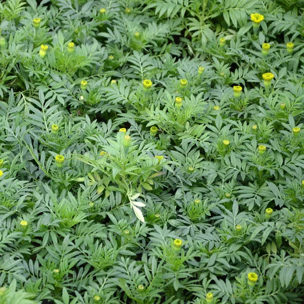 Unblossomed Mexican marigold or Aztec marigold species of the genus Tagetes — Stock Photo, Image