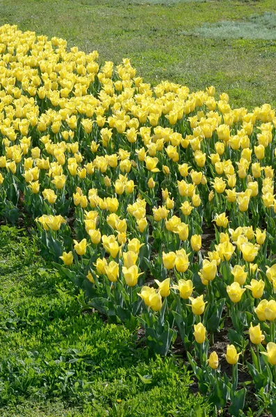 Heldere kleurrijke gele tulp bloesems in de lente tijd — Stockfoto