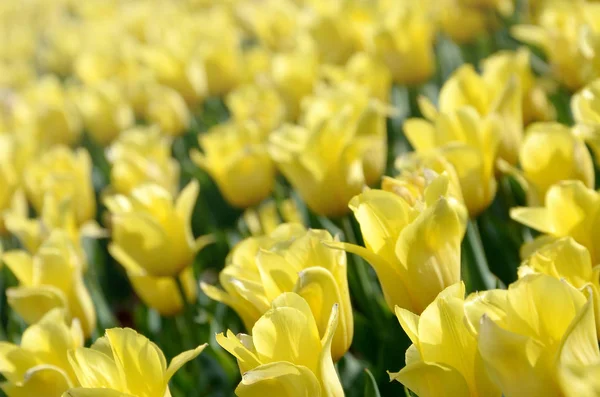 春には色鮮やかな黄色いチューリップの花 — ストック写真