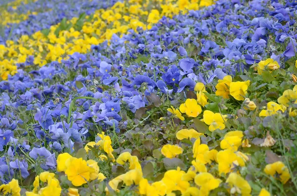 Фиолетово-желтые пансионы в весеннем саду — стоковое фото