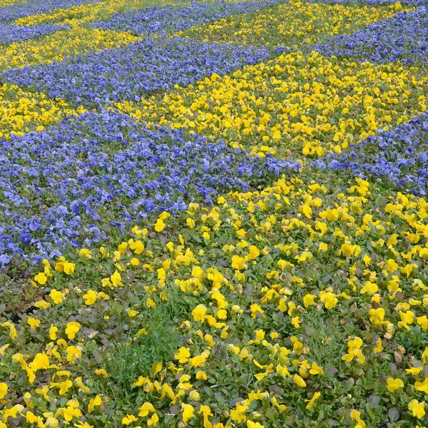 Beautiful violet and yellow blossoming pansies in the spring garden — Stock Photo, Image