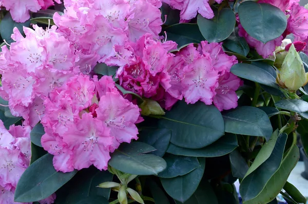 Um grande arbusto florescendo rododendro rosa no jardim botânico — Fotografia de Stock