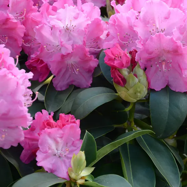 Botanik bahçesinde büyük bir Bush çiçek açan pembe Rhododendron