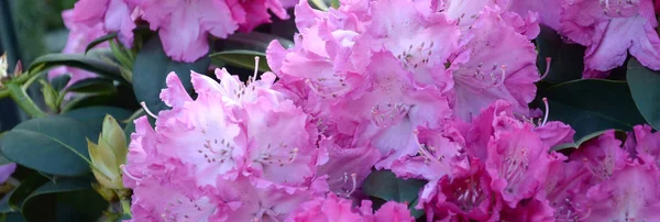 A large bush blooming pink rhododendron in botanical garden — Stock Photo, Image