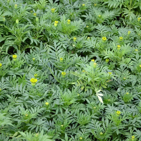 Souci mexicain non fleuri ou espèce aztèque du genre Tagetes — Photo