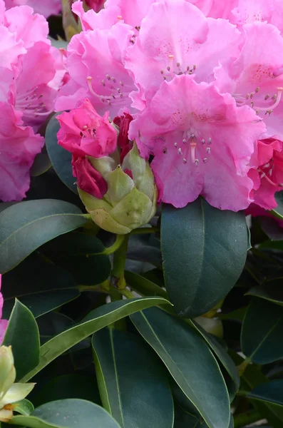Duży krzew kwitnący różowy rododendron w ogrodzie botanicznym — Zdjęcie stockowe