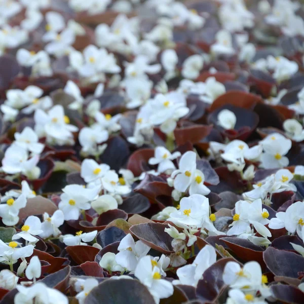 Witte Begonia cucullata ook wel bekend als Wax Begonia en clubed Begonia — Stockfoto