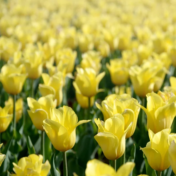 Ljusa färgglada gula tulpan blommar i vårtid — Stockfoto