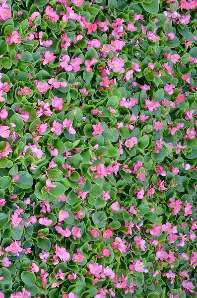 Cover foto van roze Begonia bloemen bloemmotief — Stockfoto