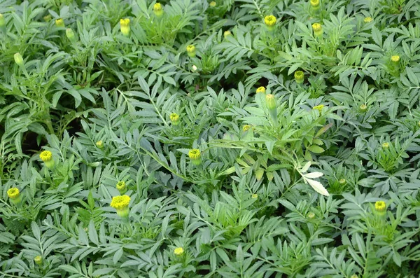 Souci mexicain non fleuri ou espèce aztèque du genre Tagetes — Photo