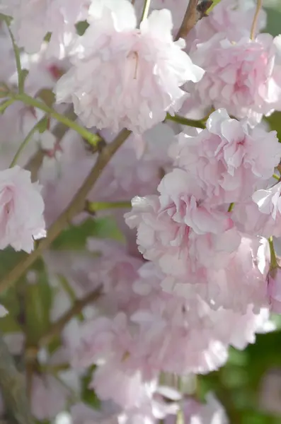 開花期の日本のパステルピンクチェリー桜 — ストック写真