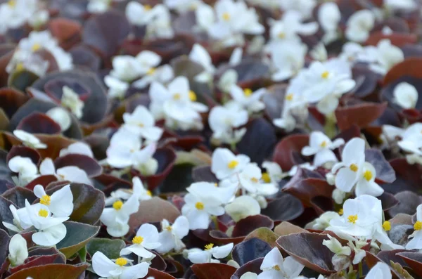 Witte Begonia cucullata ook wel bekend als Wax Begonia en clubed Begonia — Stockfoto