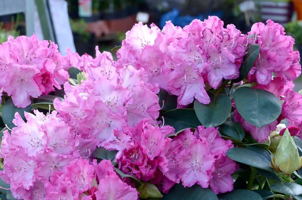 A large bush blooming pink rhododendron in botanical garden — Stock Photo, Image
