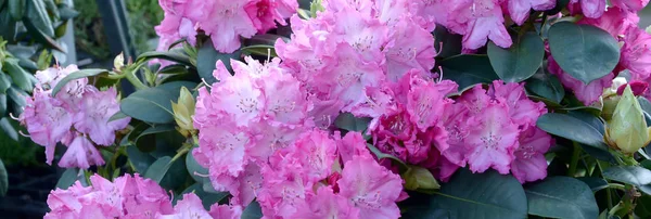 A large bush blooming pink rhododendron in botanical garden — Stock Photo, Image