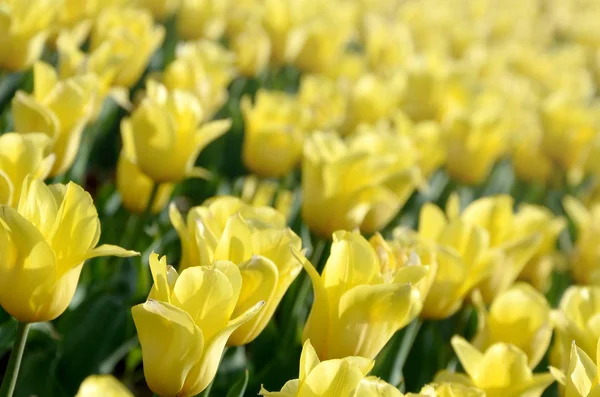 Ljusa färgglada gula tulpan blommar i vårtid — Stockfoto