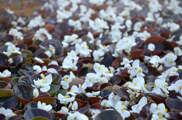 Witte Begonia cucullata ook wel bekend als Wax Begonia en clubed Begonia — Stockfoto