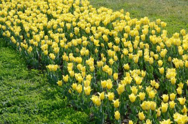 Bahar zamanında parlak renkli sarı lale çiçekleri