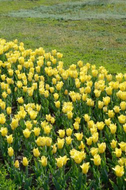 Bahar zamanında parlak renkli sarı lale çiçekleri