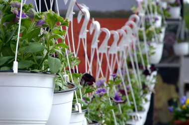 Pansies çiçekler deposunda tencere asılı, bahar arka plan