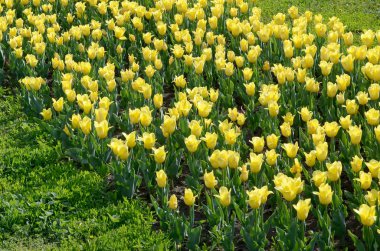 Bahar zamanında parlak renkli sarı lale çiçekleri