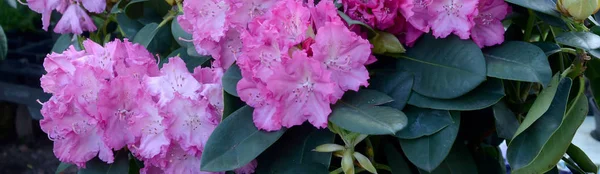Velký keř kvetoucí Růžový rododendron v botanické zahradě — Stock fotografie