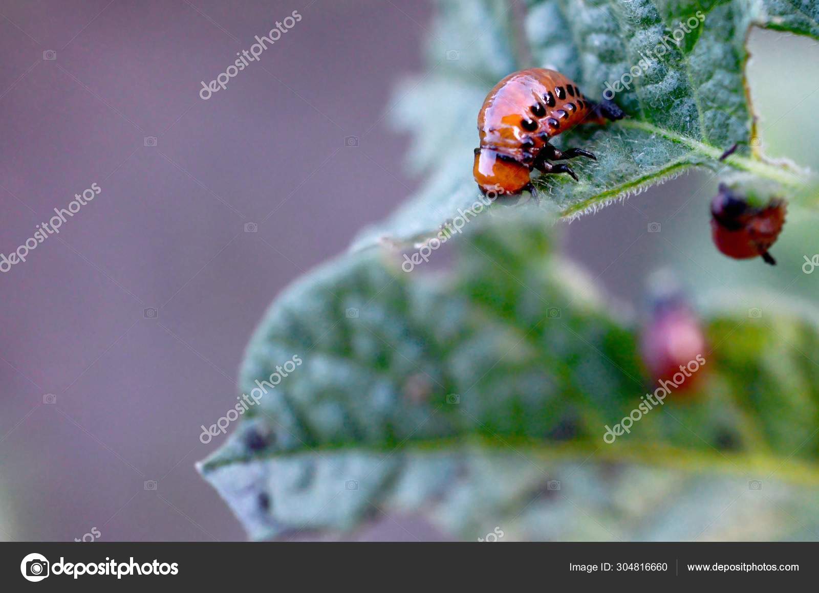 Colorado Potato Beetle Larvae Eat Leaf Of Young Potato Stock