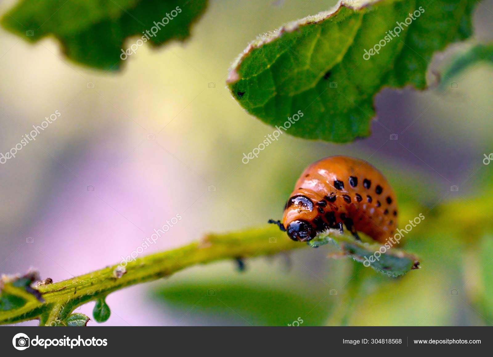 Colorado Potato Beetle Larvae Eat Leaf Of Young Potato Stock