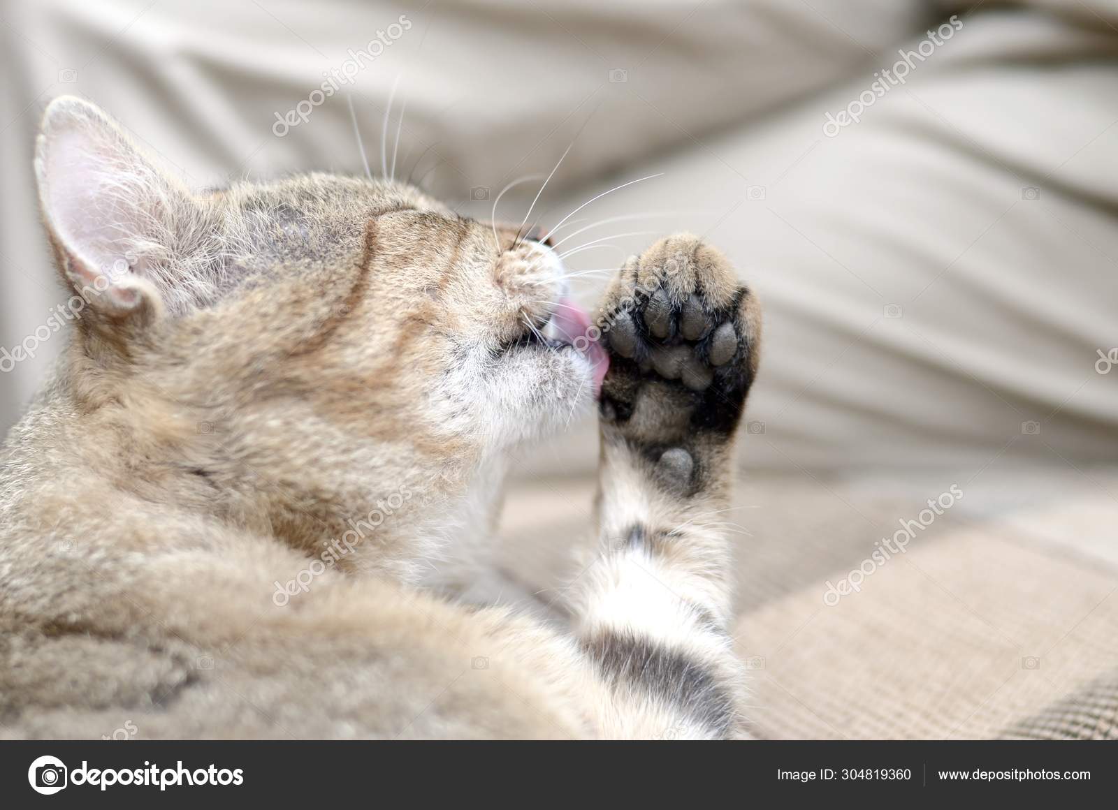 Stockfotos Niedliche Katzen Bilder Stockfotografie Niedliche Katzen Lizenzfreie Fotos Depositphotos