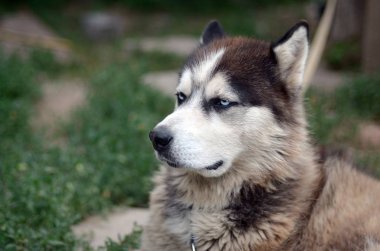 Bahçede oturan profil baş ile Gururlu yakışıklı genç husky köpek