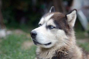 Arctic Malamute mavi gözlü namlu portre yakın. Bu oldukça büyük bir köpek yerli türüdür