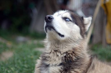 Bahçede oturan profil baş ile Gururlu yakışıklı genç husky köpek