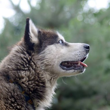 Arctic Malamute mavi gözlü namlu portre yakın. Bu oldukça büyük bir köpek yerli türüdür