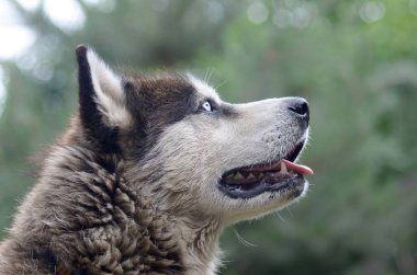Arctic Malamute mavi gözlü namlu portre yakın. Bu oldukça büyük bir köpek yerli türüdür