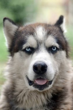 Arctic Malamute mavi gözlü namlu portre yakın. Bu oldukça büyük bir köpek yerli türüdür