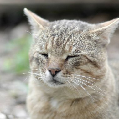 Yeşil gözlü gri çizgili tabby kedi sad namlu portre,