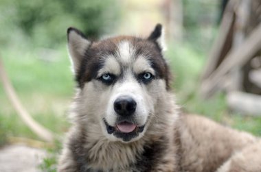 Arctic Malamute mavi gözlü namlu portre yakın. Bu oldukça büyük bir köpek yerli türüdür