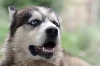 Arctic Malamute mavi gözlü namlu portre yakın. Bu oldukça büyük bir köpek yerli türüdür